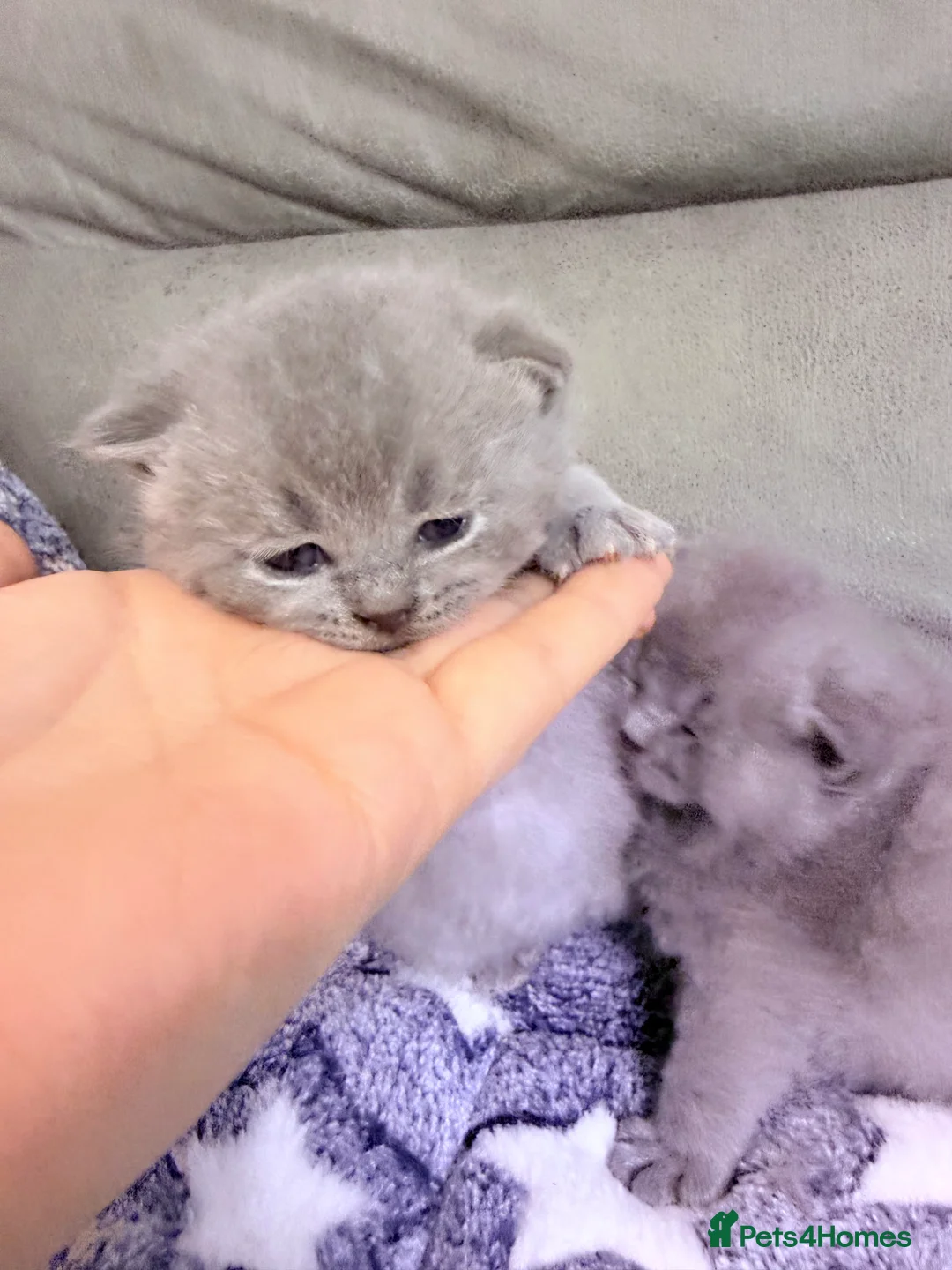 British Shorthair cats for sale: 100% Pure Pedigree Champion line Bsh Reg. Kittens - Advert 24