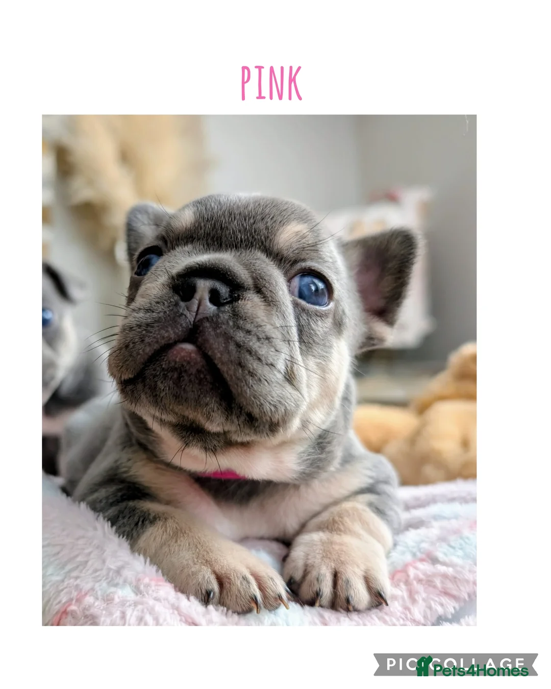 French Bulldog dogs for sale: 🐾 Stunning Lilac & Tan French Bulldog Puppies  🐾 - Advert 2