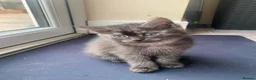 British Shorthair cats for sale: Very friendly and caring cat needs to be rehomed  - Advert 3