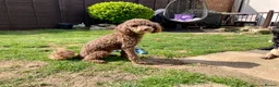 Toy Poodle dogs for stud: Health tested KC chocolate toy poodle stud in Stevenage - Advert 17