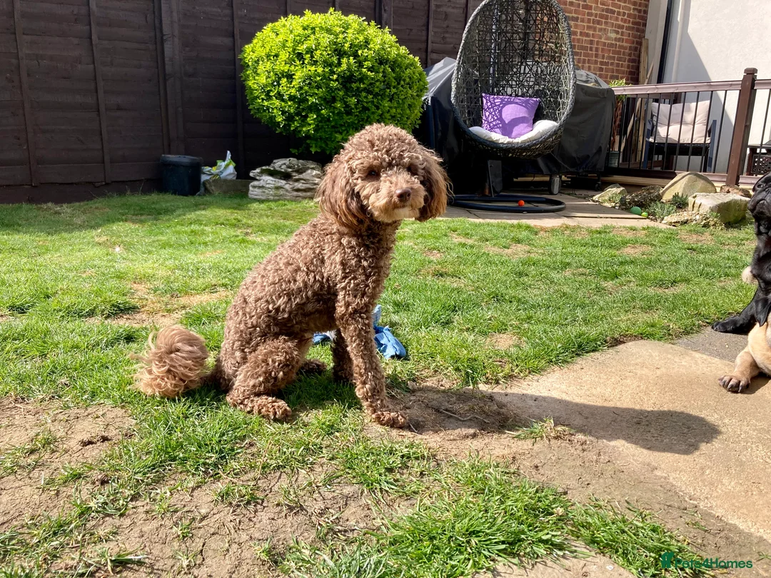 Toy Poodle dogs for stud: Health tested KC chocolate toy poodle stud in Stevenage - Advert 17