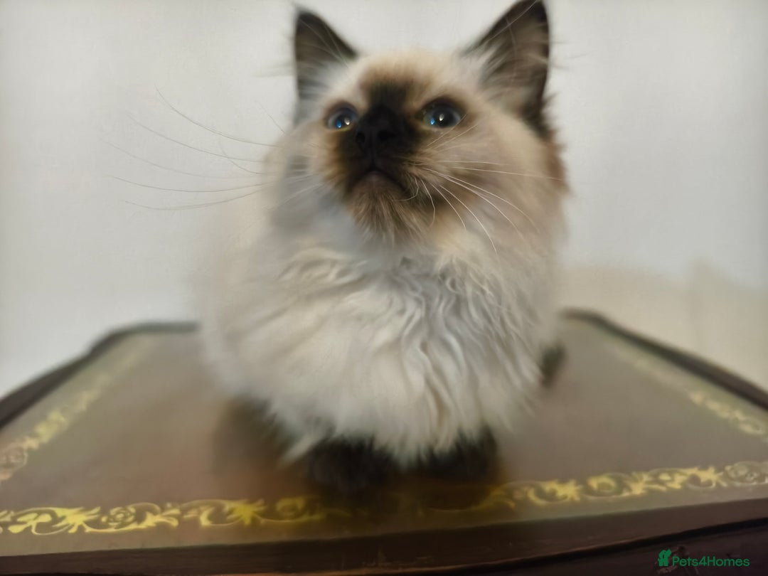 Ragdoll cats for sale: Beautiful Ragdoll Kittens Ready for Sale! - Advert 14