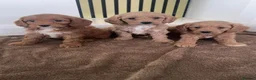Cavapoo dogs for sale: Cavapoo Puppy Mix Litter For sale in Ringwood - Advert 5