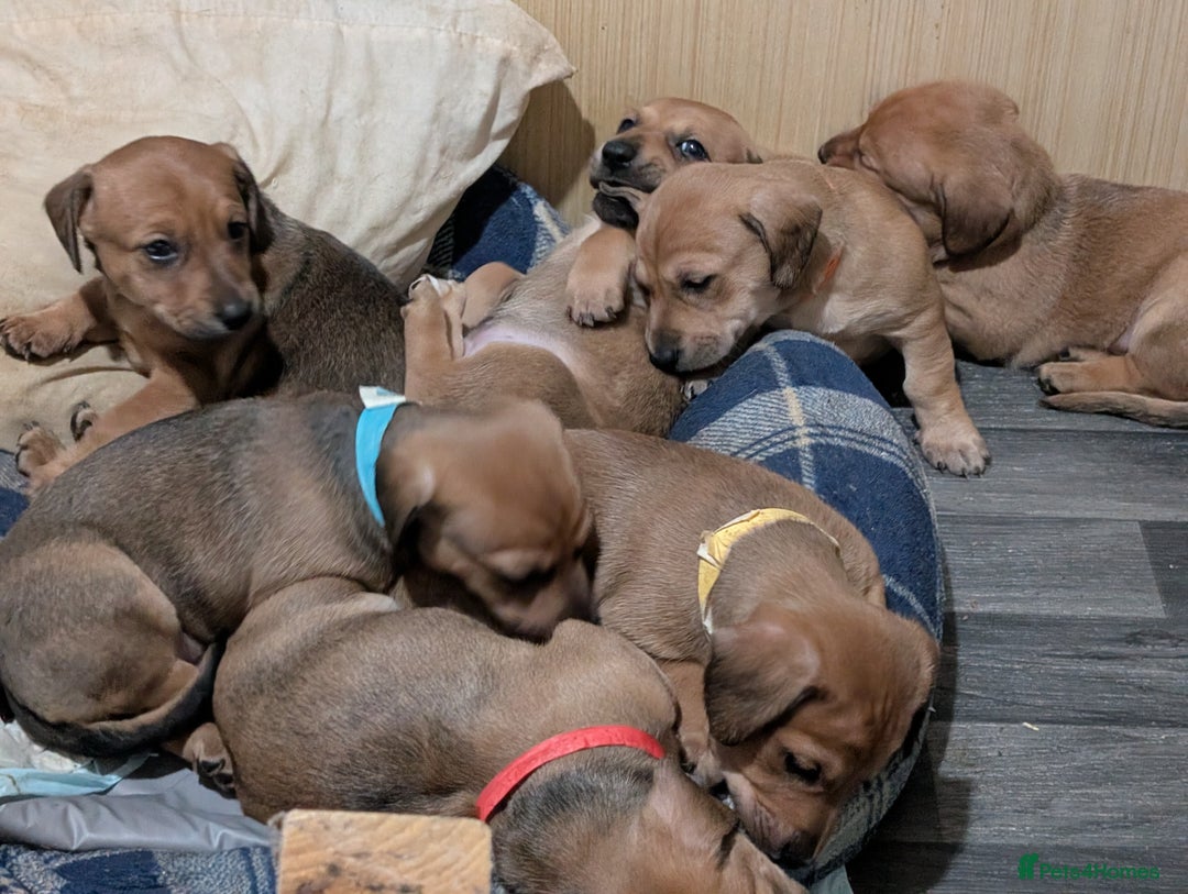 Mixed Breed dogs for sale: Daschund saluki cross  - Image 1