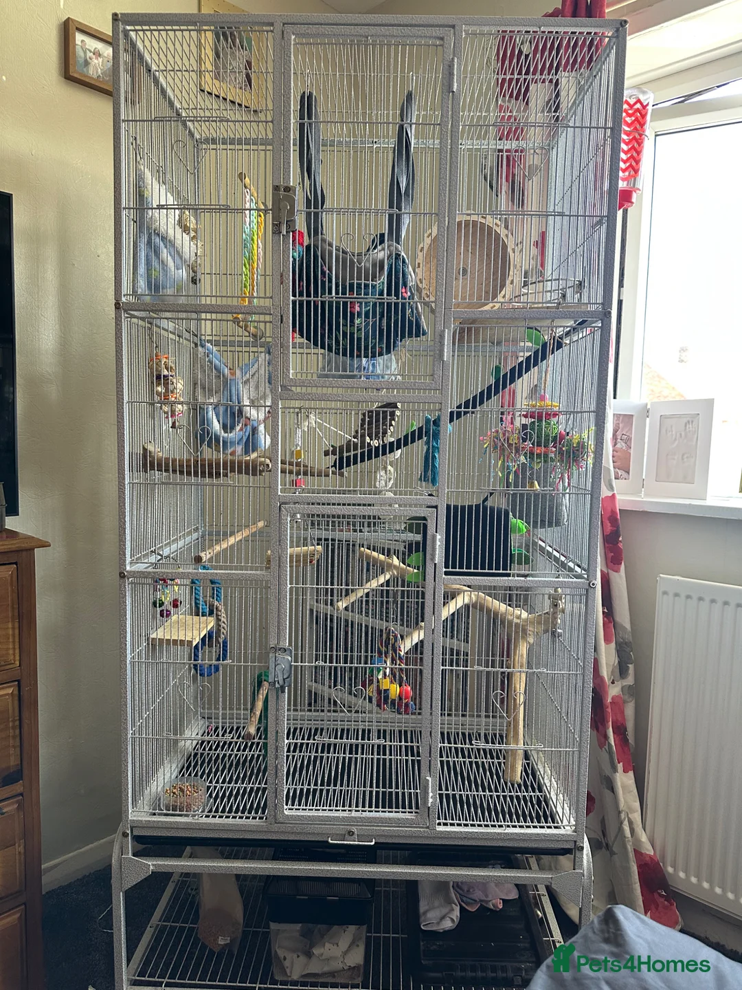 Sugar Glider rodents for sale: Pair of  sugar gliders  - Advert 16