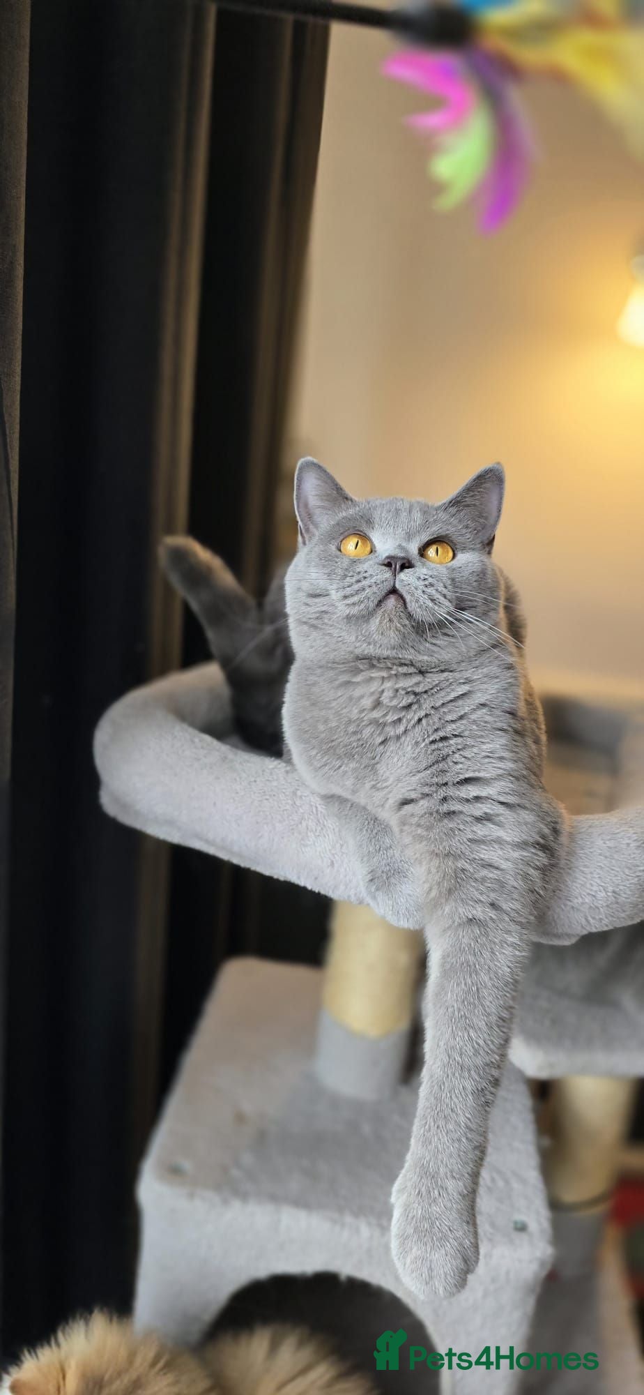 British Shorthair cats Gorgeous British shorthair girl - Advert 1