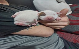 American Bulldog dogs for sale: Beautiful American bulldog puppies  - Image 2