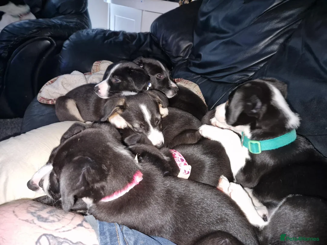 Mixed Breed dogs for sale: Collie x puppies in Redruth - Advert 7
