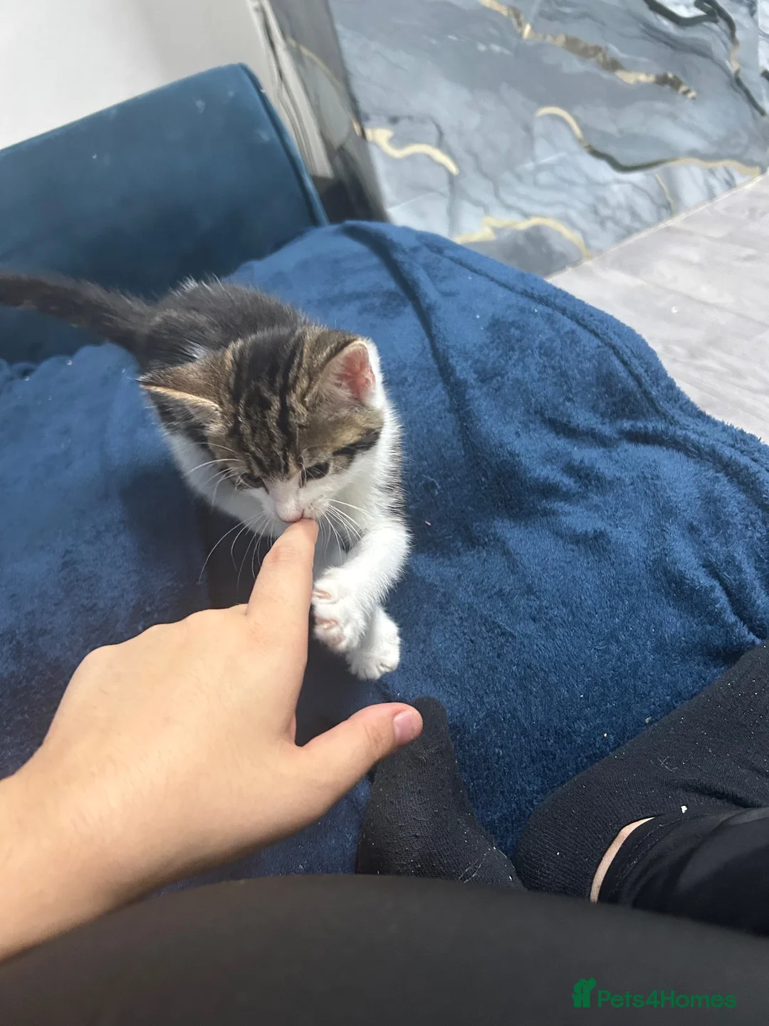 Mixed Breed cats for sale: Two Beautiful Female Kittens – 8 Weeks Ol - Advert 2