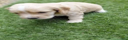 Cocker Spaniel dogs for sale: Working Cocker Spaniel puppies - Advert 11