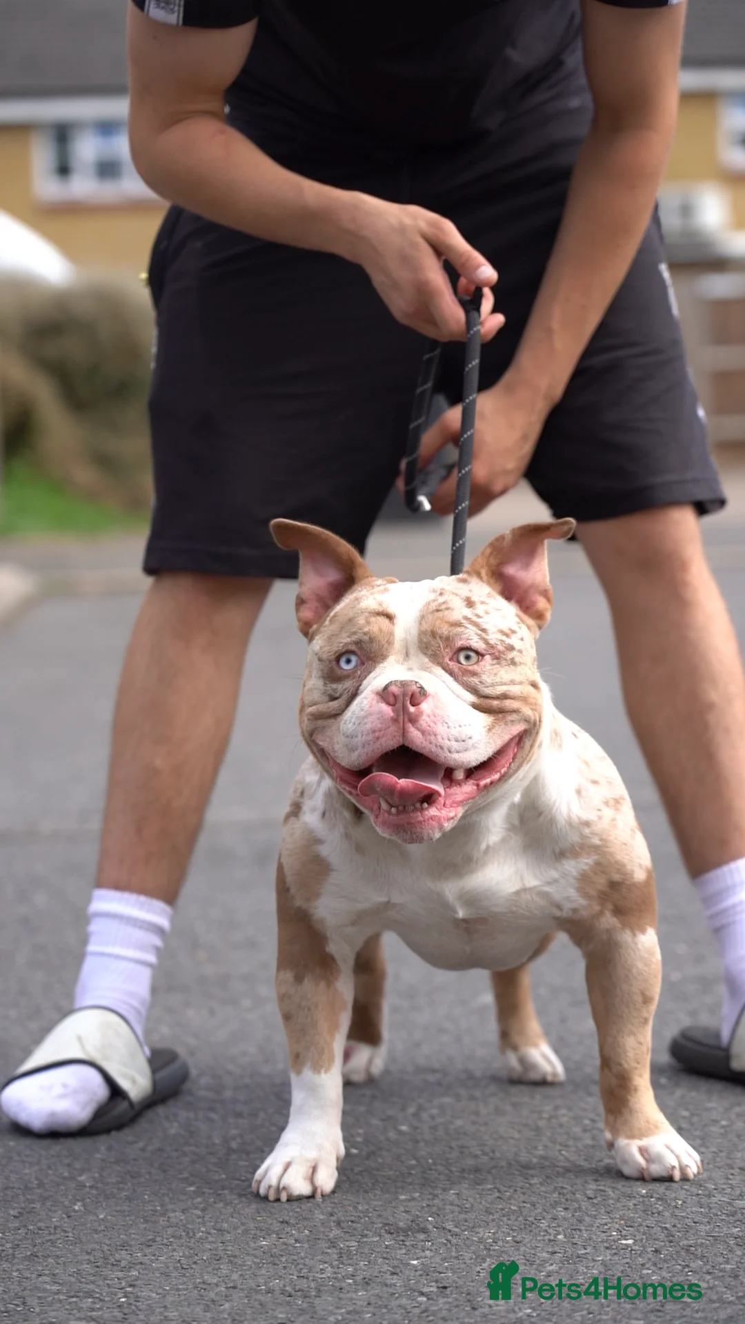 American Bully dogs for stud: BIGGZ - AMERICAN POCKET BULLY -ABKC in Erith - Advert 4