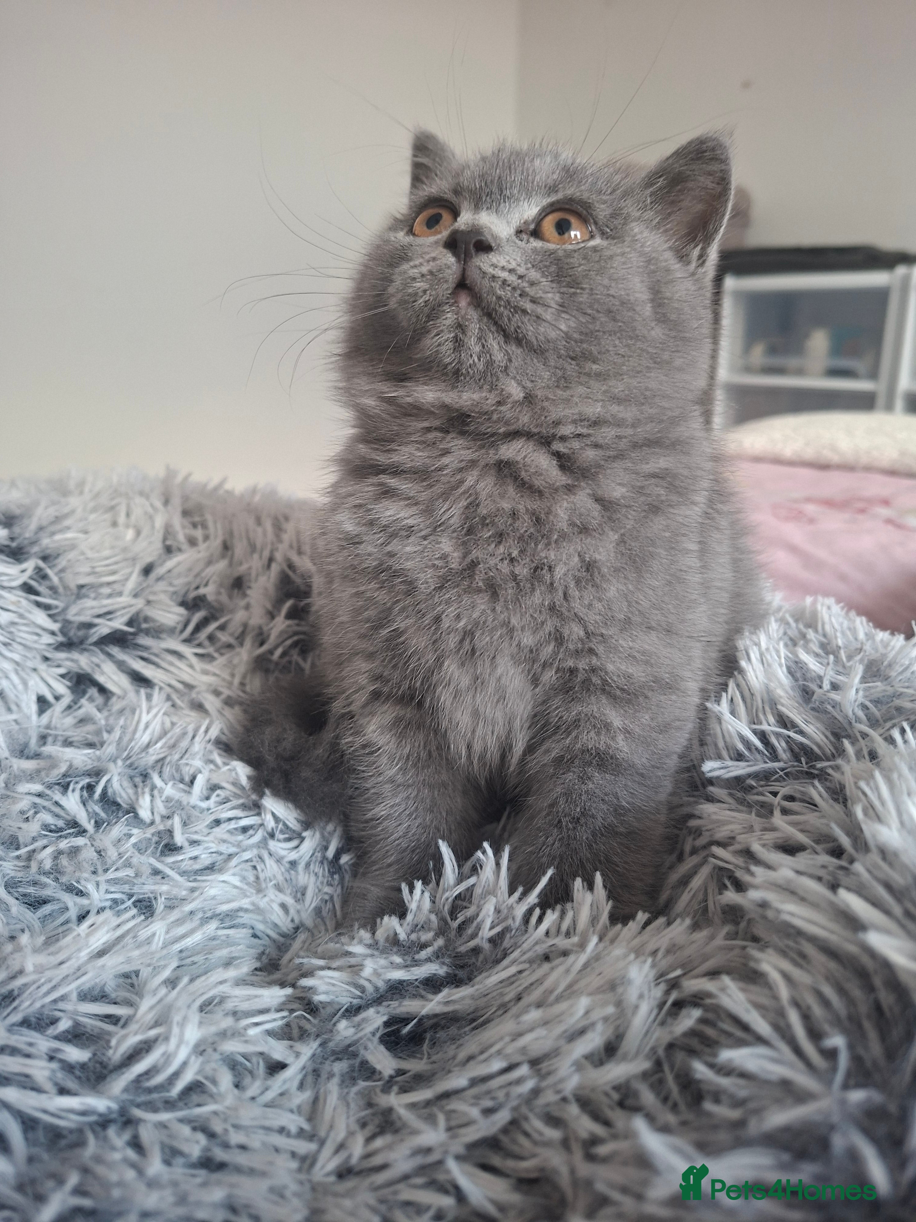 British Shorthair cats BSH only one blue boy available GCCF registered 🌟 - Advert 11