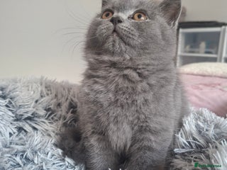 British Shorthair cats BSH only one blue boy available GCCF registered 🌟 - Advert 11