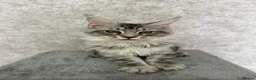 Maine Coon cats for sale: Stunning Purebred TICA Reg Maine Coon Kittens in London - Advert 21