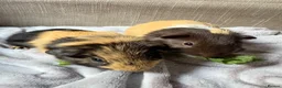Guinea Pig rodents for sale: Sweet Baby Guinea Pigs for sale  - Advert 2