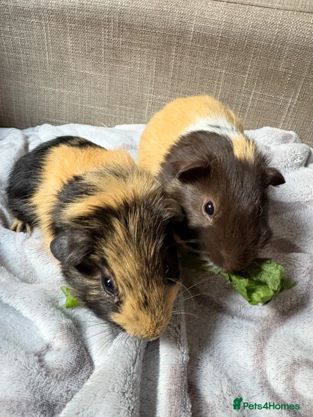 Guinea Pig rodents for sale: Sweet Baby Guinea Pigs for sale  - Advert 2