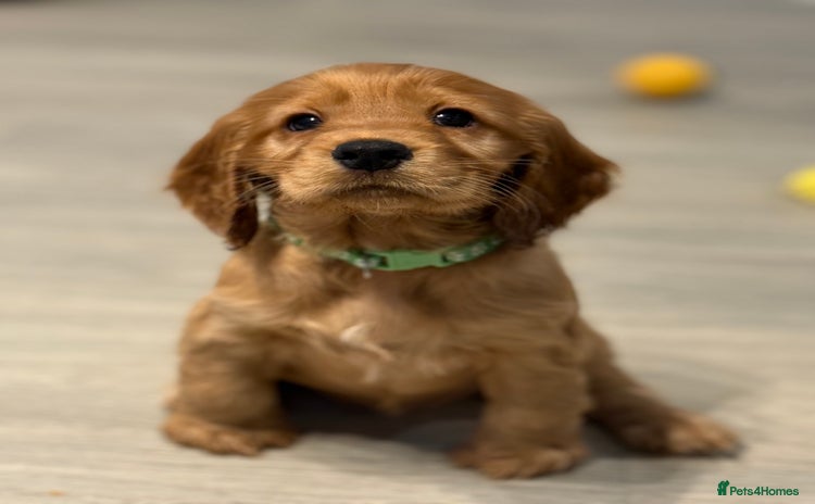 Cocker Spaniel dogs - Advert 16