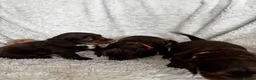 Cocker Spaniel dogs for sale: Chocolate & tan cocker spaniel puppies for sale  - Advert 3