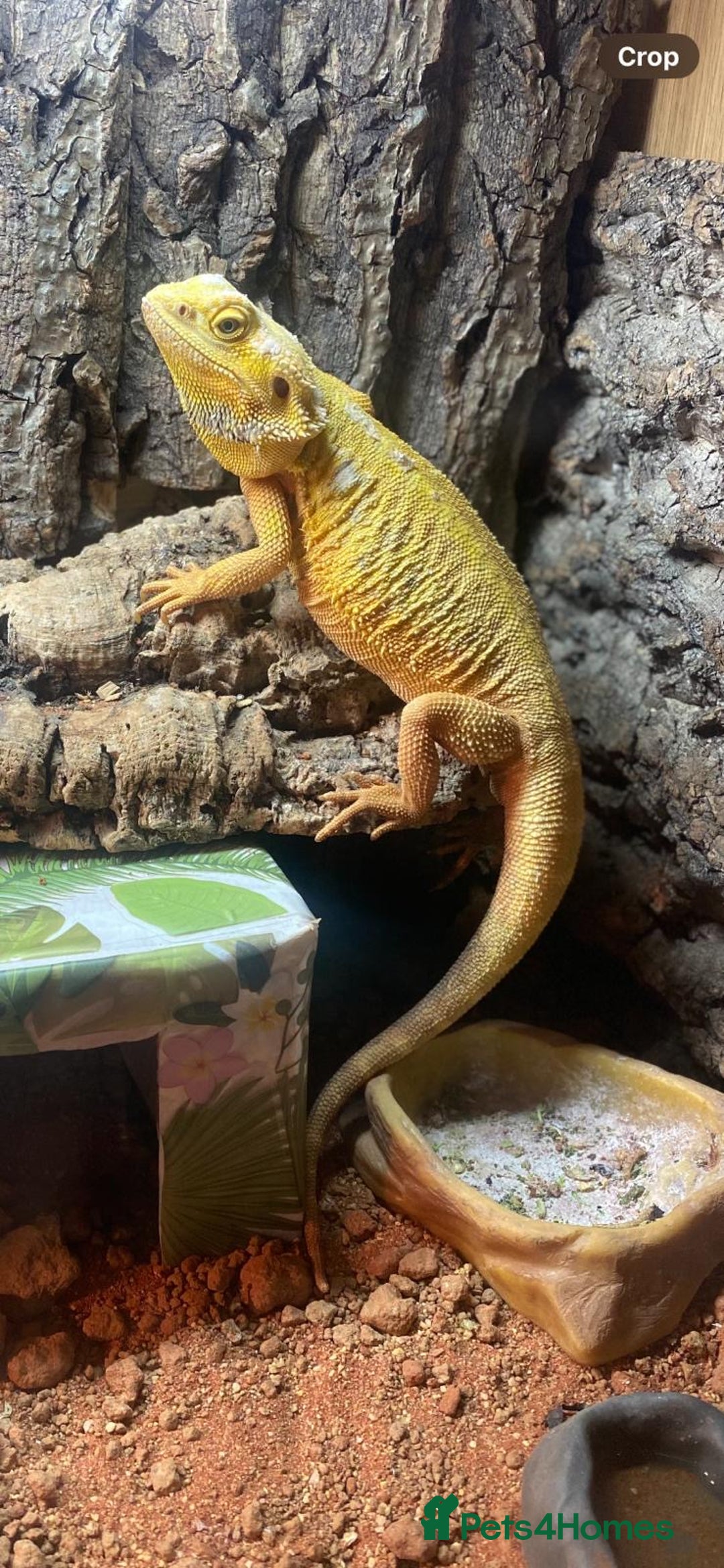 Bearded Dragon reptiles for sale: Bearded Dragon with Viv & complete set up £350 - Advert 6