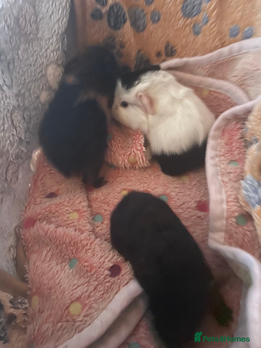 Guinea Pig rodents for sale: guinea pigs x3  - Advert 3