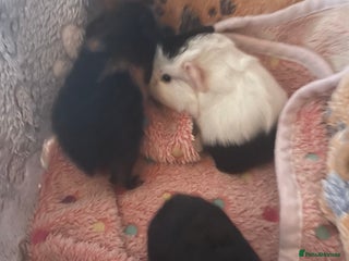 Guinea Pig rodents guinea pigs x3 - Advert 6