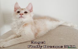 Maine Coon cats for sale: Two Cream Boys ES23 from Fluffy Dreams MCO - Image 11