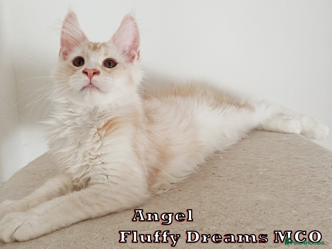 Maine Coon cats for sale: Two Cream Boys ES23 from Fluffy Dreams MCO - Image 11