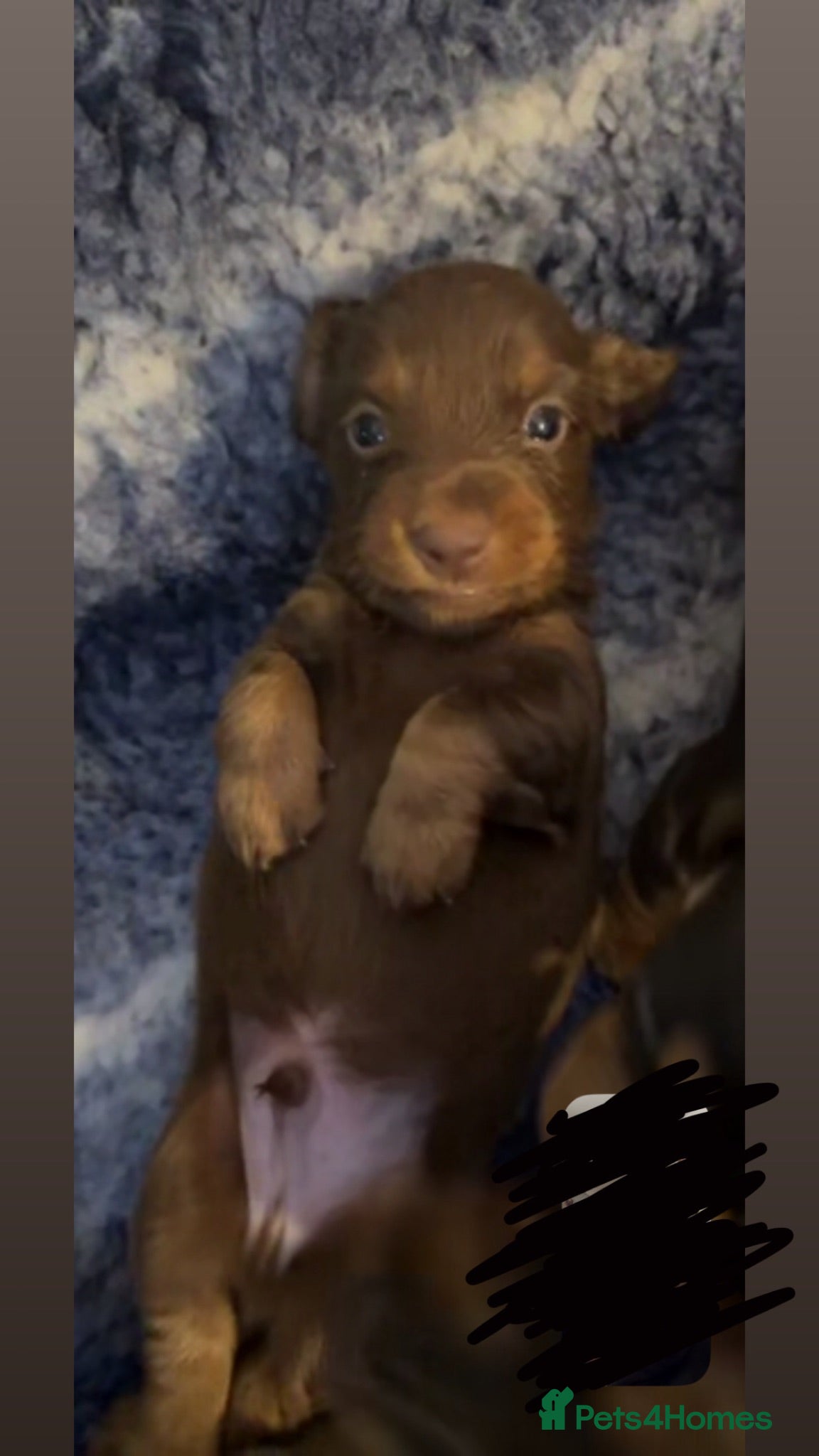 Miniature Dachshund dogs Beautiful miniature dachshund  - Advert 13