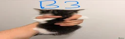 Mixed Breed cats for sale: ⭐ 5 Gorgeous Siberian x Bengal x BSH Kittens ⭐ in Coventry - Advert 13
