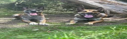 Belgian Shepherd Dog dogs for sale: Dutch Shepherd Puppies - Advert 8