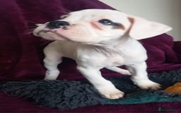 Boxer dogs for sale: KC Registered and ONLY 4 Left! See my 5* reviews - Image 11