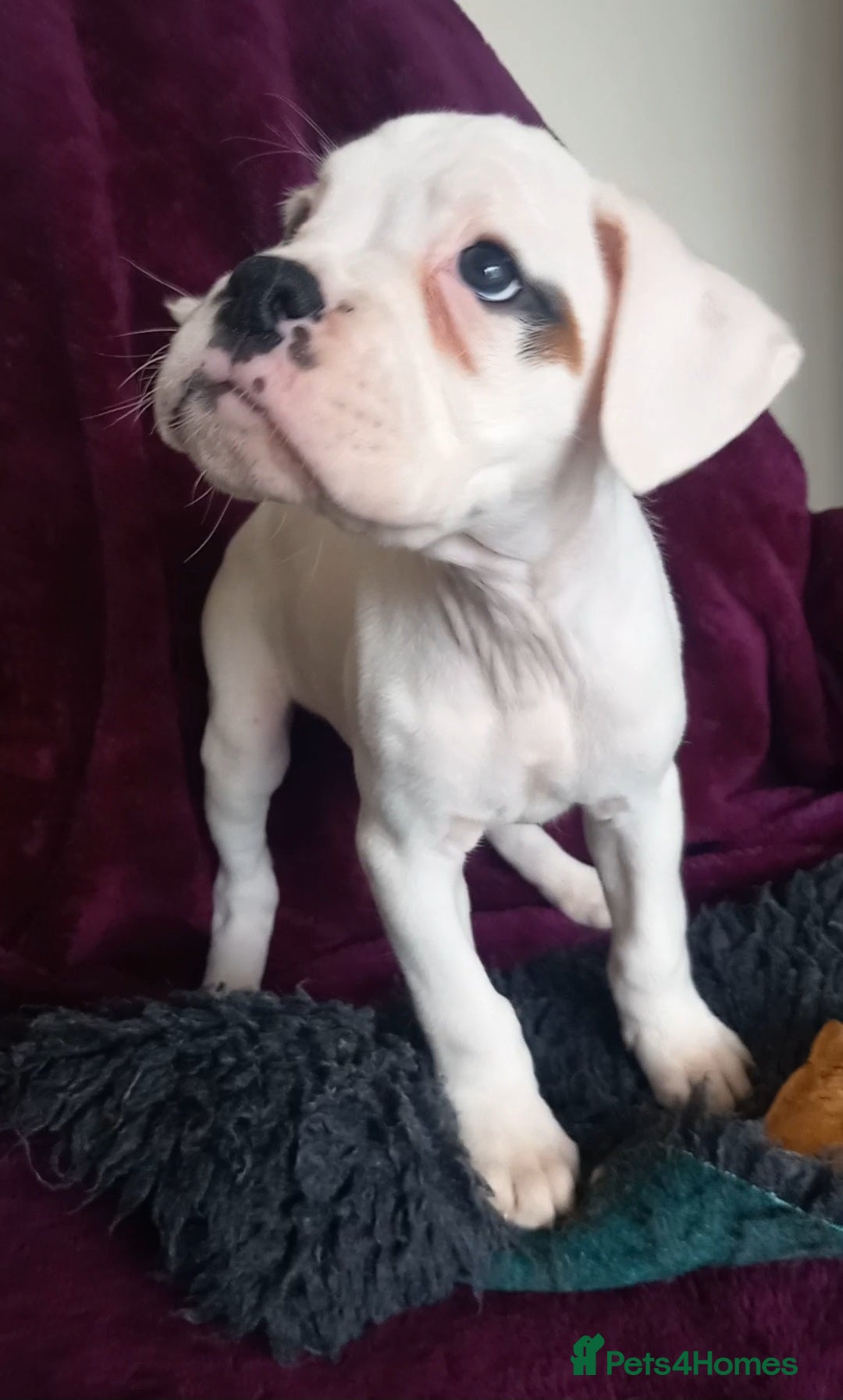 Boxer dogs for sale: KC Registered and ONLY 4 Left! See my 5* reviews - Image 11