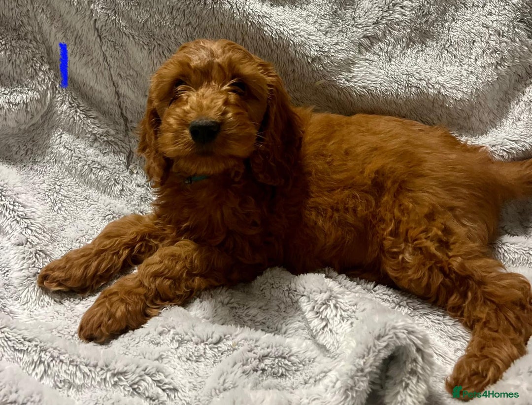 Cockapoo dogs for sale: Gorgeous ruby F1 health tested cockapoo puppies.  - Image 2
