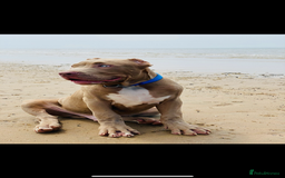 Mixed Breed dogs for sale: Bully cross mastiff  - Advert 2