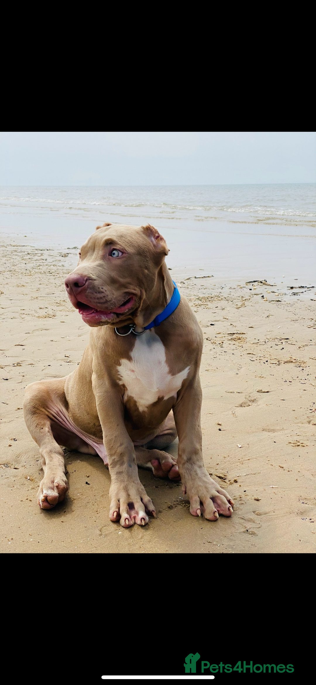 Mixed Breed dogs for sale: Bully cross mastiff  - Advert 2