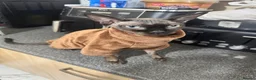 Sphynx cats for sale: 🐾 Beautiful Sphynx Kittens – Ready to Leave Now - Advert 2