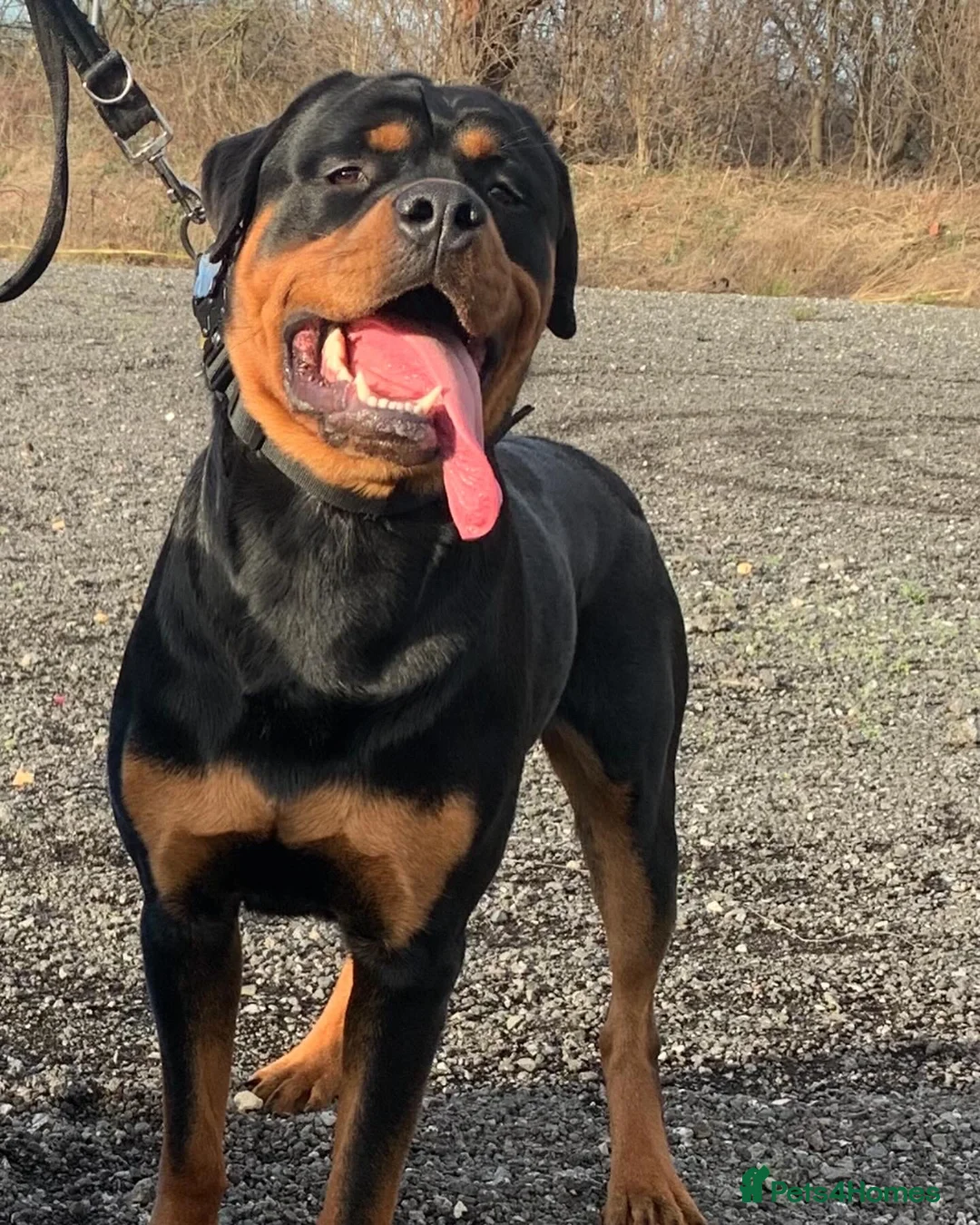 Rottweiler dogs for sale: AMAZING 9 MONTH OLD PEDIGREE BOY - Advert 5