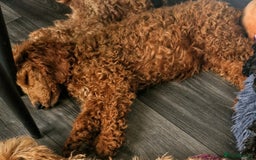 Miniature Poodle dogs for sale: Miniature Poodle  - Image 5