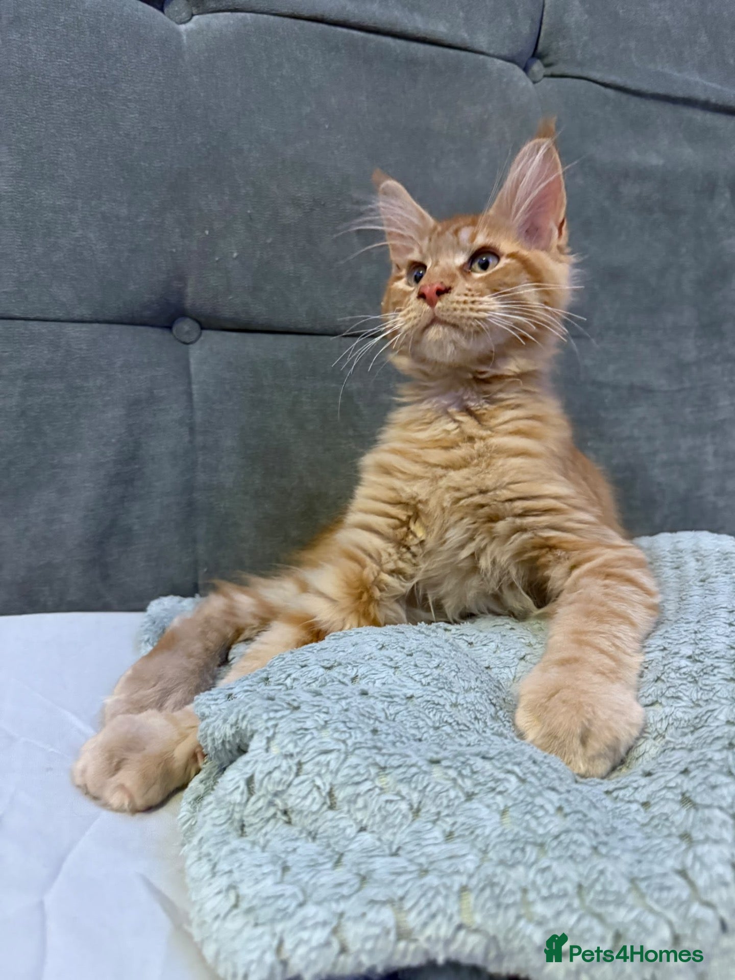 Maine Coon cats Purebred Maine Coon kittens - Advert 17