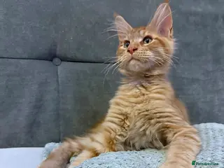 Maine Coon cats Purebred Maine Coon kittens - Advert 17