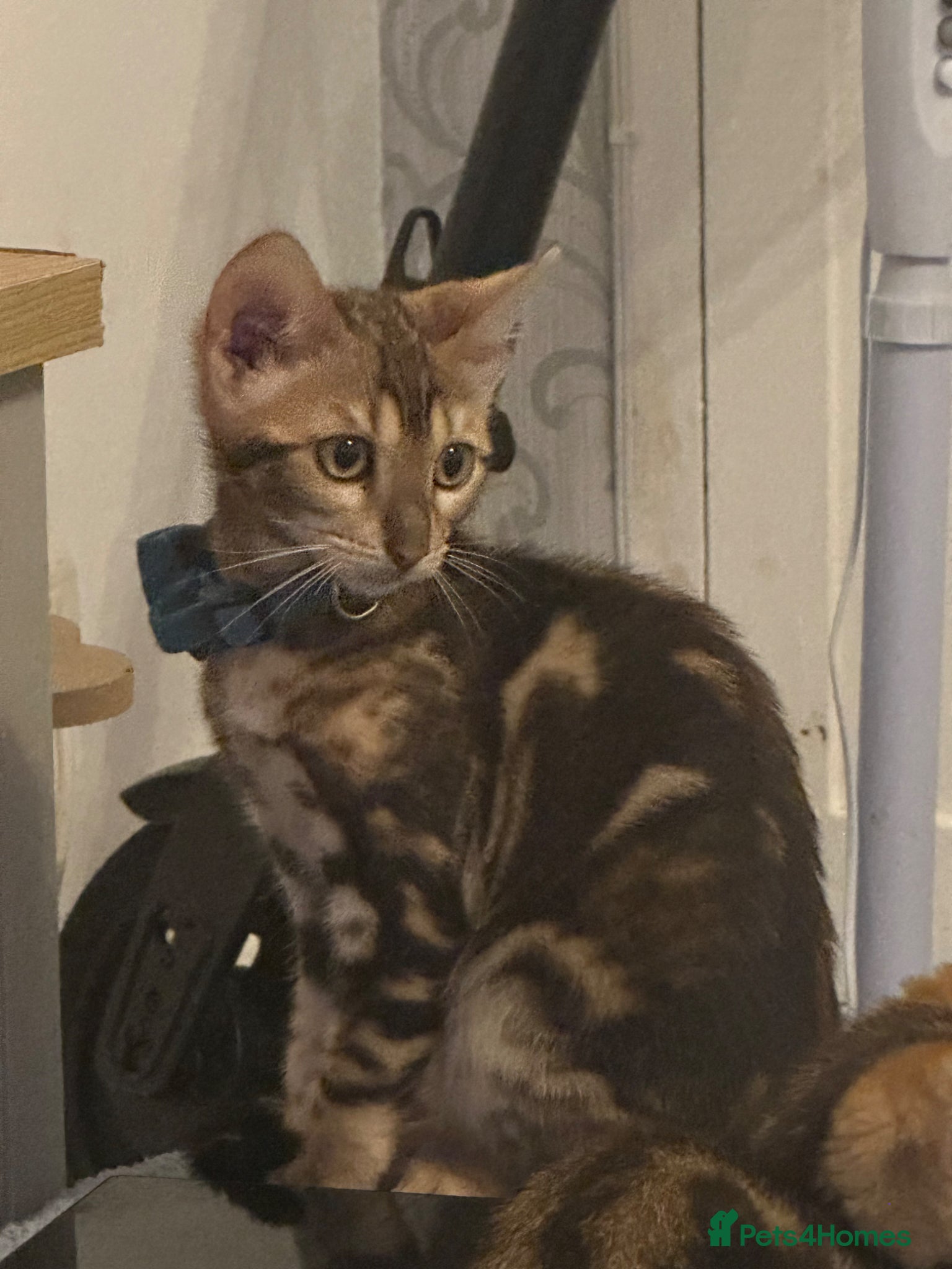 Bengal cats Female Bengal kittens - Advert 14