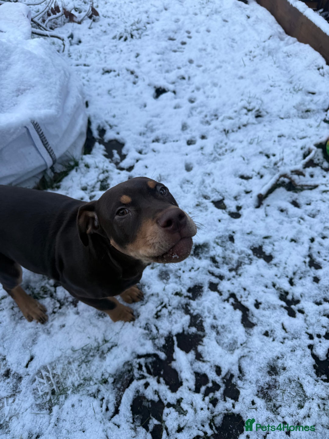 Mixed Breed dogs for sale: Woody Doberman staffy cross - Advert 3