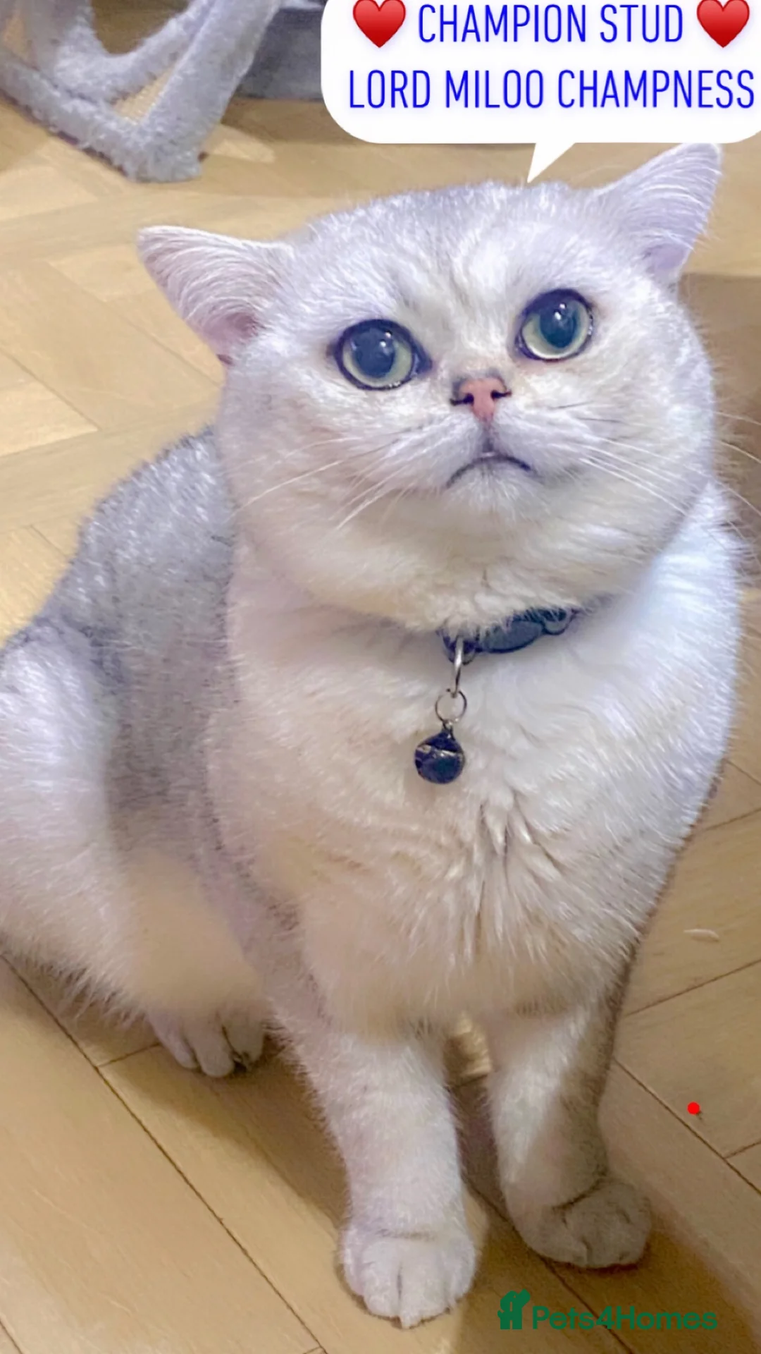 British Shorthair cats for stud: 🏆🥇Outstanding Champion GCCF/TICA stud 🥇🏆 in Dartford - Advert 4