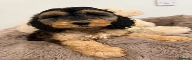 Cockapoo 7
