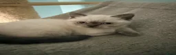 British Shorthair cats for sale: Ready Now! Beautiful BSH-Seal Point girl left! - Advert 9