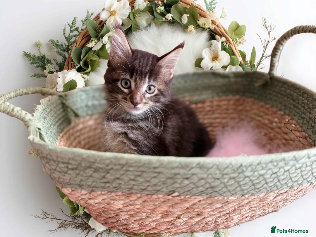 Maine Coon cats for sale: GCCF DNA Tested Male Maine Coon Kitten - Image 10