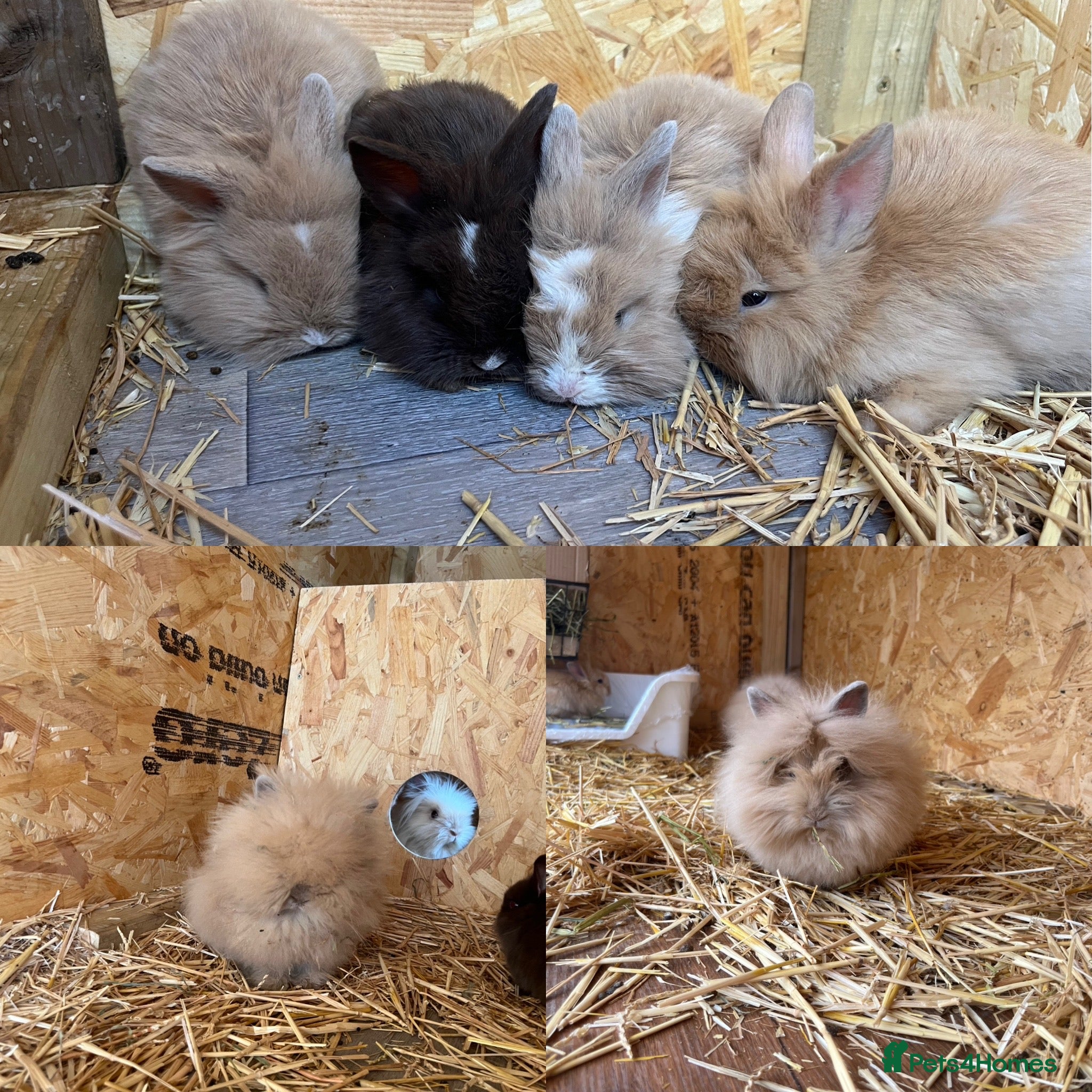 Mini Lion Lop rabbits  Beautiful Mini Lion Lop & Lionhead Bunnies  - Advert 14