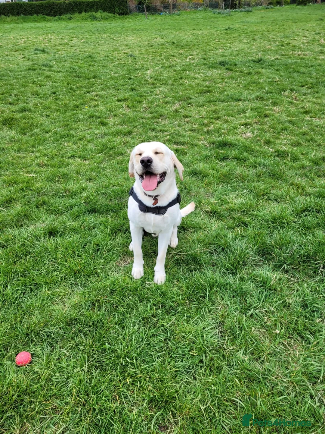 Labrador Retriever dogs for stud: Yellow/ gold labrador for the stud!!! in Thornton Heath - Advert 6