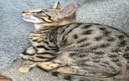 Bengal cats for sale: Bengal - Image 3