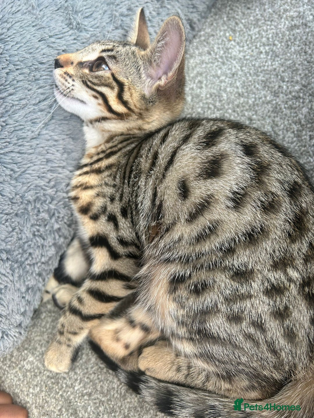 Bengal cats for sale: Bengal - Image 3